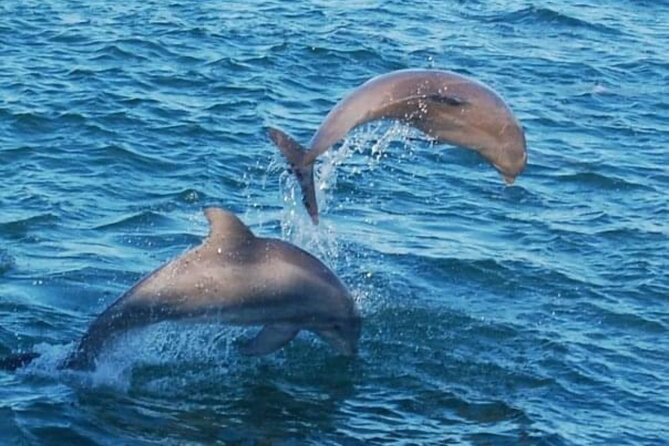 Dolphin & Sunset Cruises - Why this Destin dolphin cruise works so well
