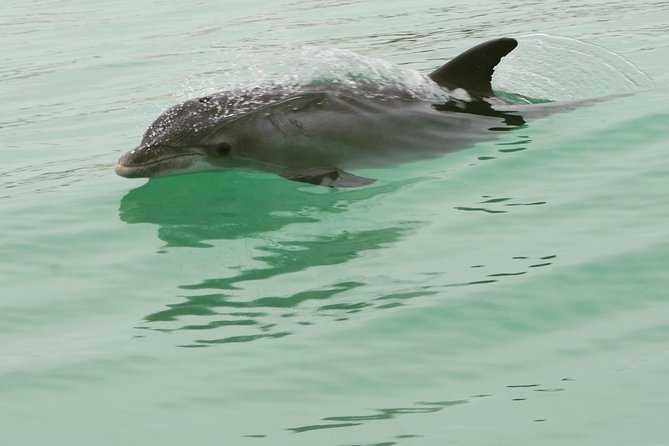 Dolphin-Watching Speedboat Cruise in Destin Harbor - Price and value at $58.85 per person
