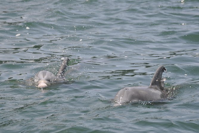 Dolphin-Watching Speedboat Cruise in Destin Harbor - Searching the Gulf for dolphins and other wildlife