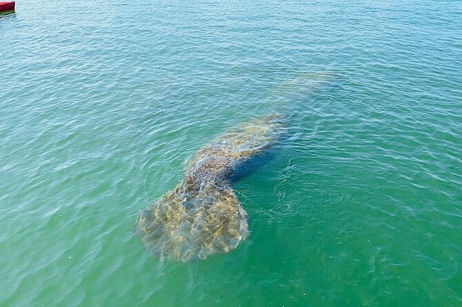 Easy Ride Pedal Kayak Tour Marco Island & Naples (Pedal or Paddle - Wildlife is possible, but never promised
