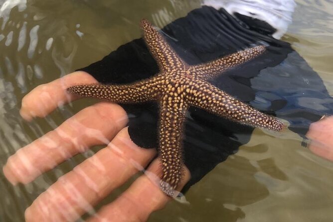 Easy Ride Pedal Kayak Tour Marco Island & Naples (Pedal or Paddle - Learning the coastal ecosystem