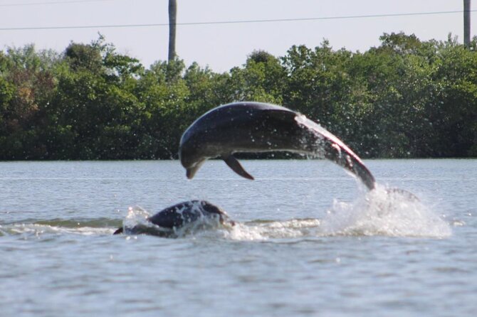 Easy Ride Pedal Kayak Tour Marco Island & Naples (Pedal or Paddle - Through the Marco Island mangroves
