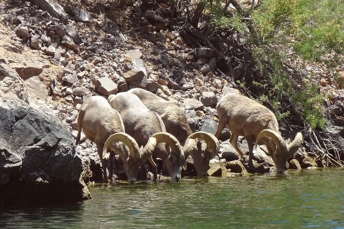 Emerald Cave & Black Canyon Kayak Tour with Vegas Pickup - Who should book this kayaking trip?