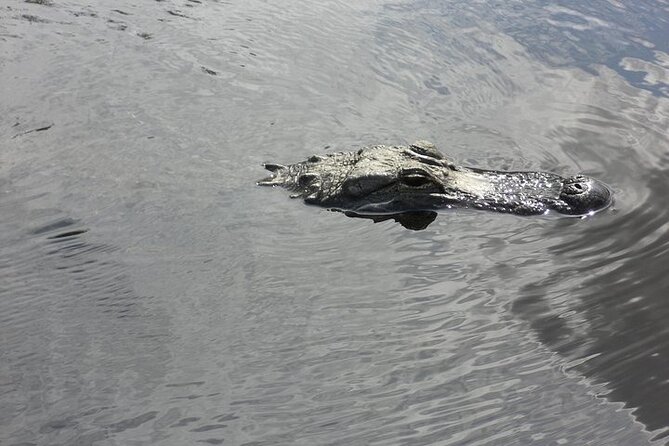 Everglades Airboat Tour from Fort Lauderdale with transportation - The van ride and the value of a good driver