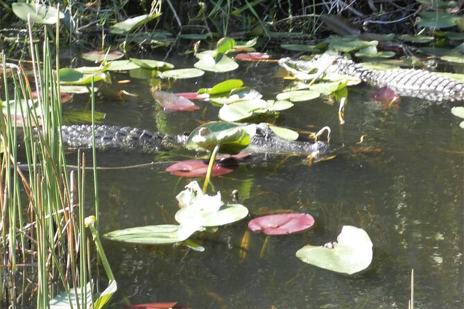 Everglades Airboat Tour from Fort Lauderdale with transportation - What to bring and how to prepare