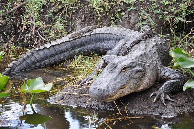 Everglades Airboat, Wildlife Show, and Roundtrip Bus From Miami - What happens at the airboat dock