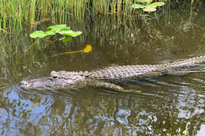 Everglades Airboat, Wildlife Show, and Roundtrip Bus From Miami - Guides, drivers, and the quality of the day