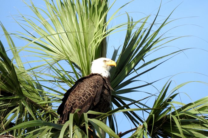 Everglades Day Safari from Ft Lauderdale - Included lunch with local choices