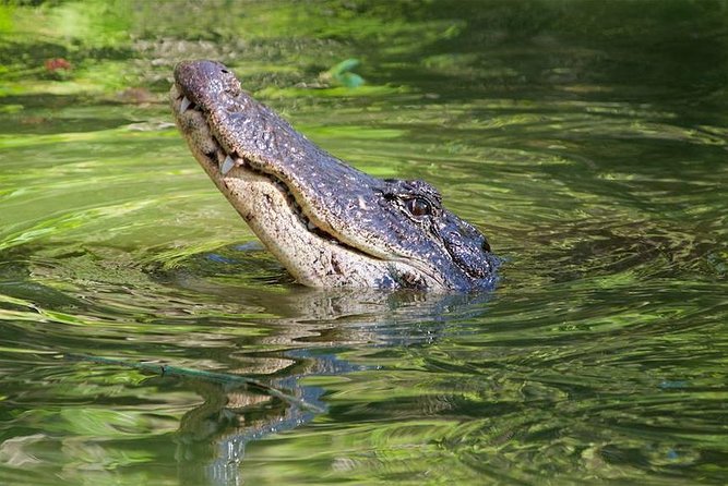 Everglades Day Safari from Ft Lauderdale - What the $250 price really covers