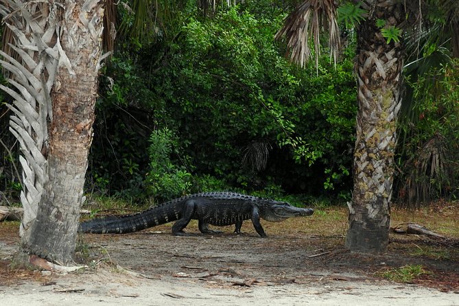 Everglades Day Safari from Ft Lauderdale - The guides make the difference