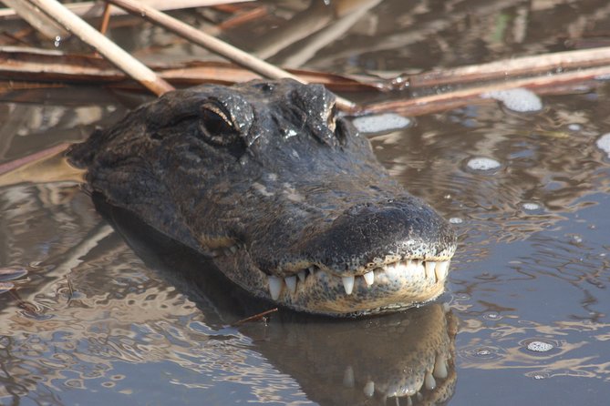 Everglades Day Safari from Ft Lauderdale - A cypress walk with a slower pace