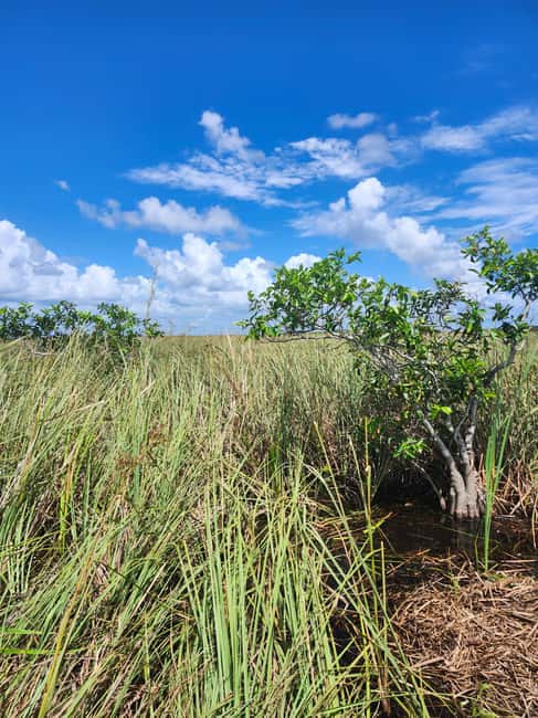 Everglades Eco Airboat Small-Group Tour & 2 Private Islands - Key points at a glance