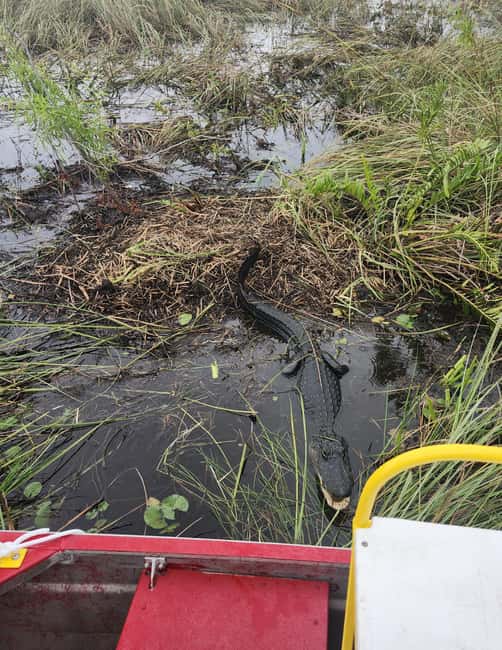 Everglades Eco Airboat Small-Group Tour & 2 Private Islands - Should you book the Everglades Eco Airboat Tour?