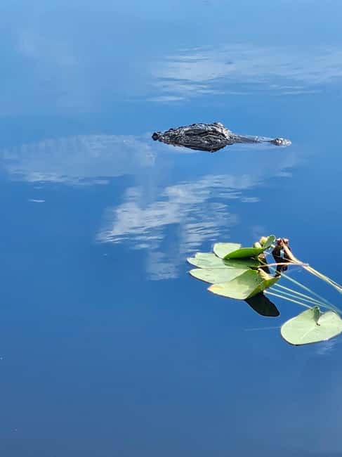 Everglades Eco Airboat Small-Group Tour & 2 Private Islands - Two islands with a Miccosukee family connection