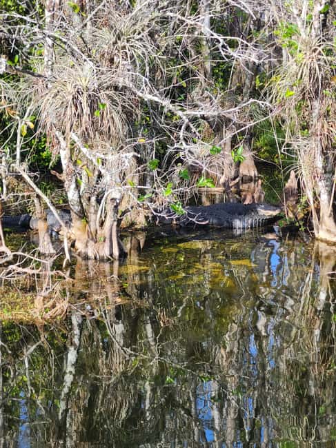 Everglades Eco Airboat Small-Group Tour & 2 Private Islands - The Miccosukee village and handicraft stop