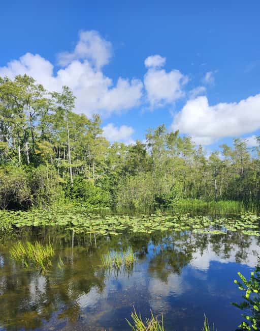 Everglades Eco Airboat Small-Group Tour & 2 Private Islands - One hour on an authentic open-air airboat