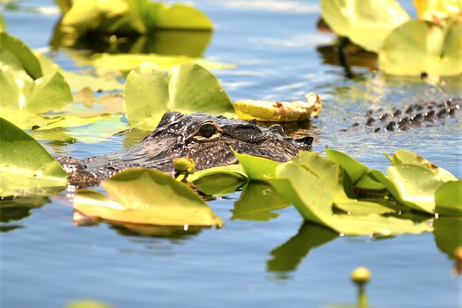 Everglades Holiday Park Airboat Tours & Rides - The Gator Boys show and animal display