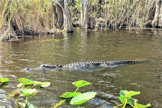 Everglades Holiday Park Airboat Tours & Rides - Should you book Everglades Holiday Park?