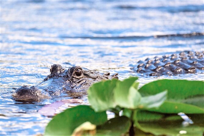 Everglades Holiday Park Airboat Tours & Rides - Expect information, not constant speed
