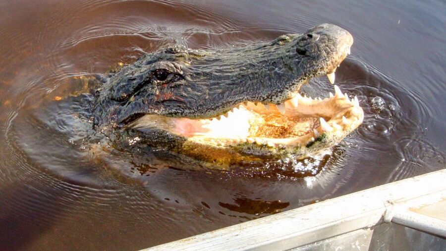 Everglades: Mangrove Maze Airboat Tour and Boardwalk - What you may see among the mangroves