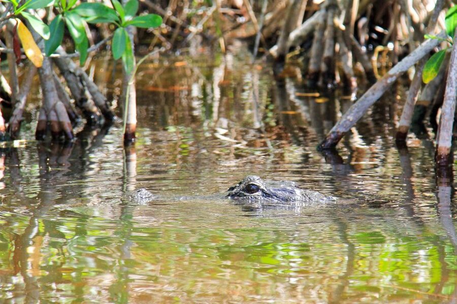 Everglades: Mangrove Maze Airboat Tour and Boardwalk - Optional buggy views through cypress forest