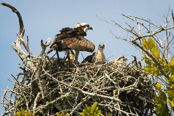 Everglades National Park Biologist Led Adventure: Cruise, Hike + Airboat - Miccosukee tree islands and a different human story