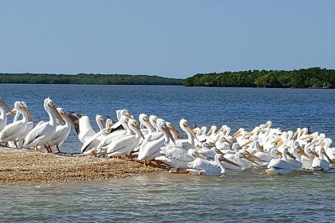 Everglades National Park Biologist Led Adventure: Cruise, Hike + Airboat - Big Cypress, the Oasis stop, and an easy walk