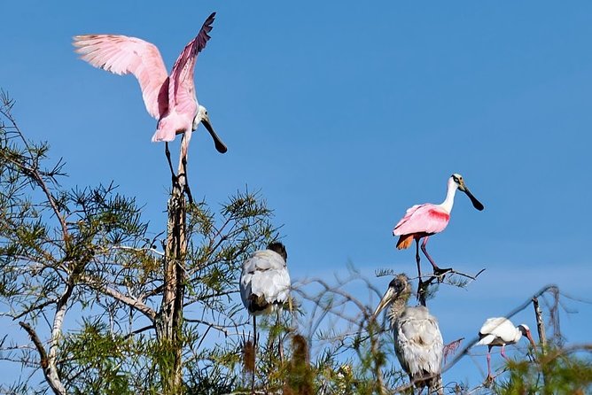 Everglades National Park Biologist Led Adventure: Cruise, Hike + Airboat - Lunch in Chokoloskee and a taste of local Florida
