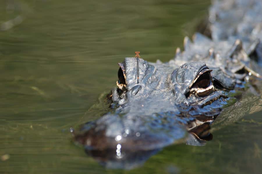 Everglades National Park: Mangrove Tunnel Kayak Eco-Tour - What the three-hour Everglades outing feels like