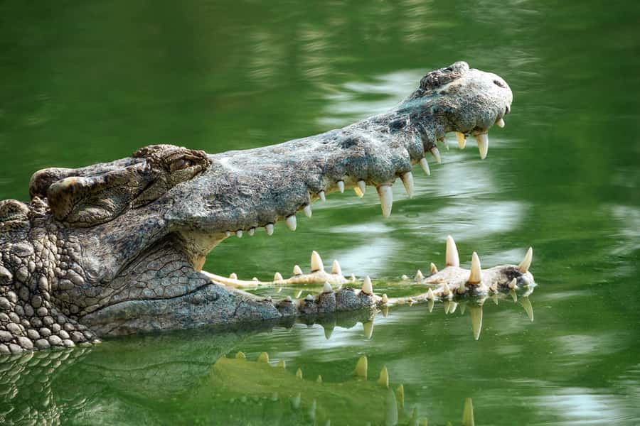 Everglades National Park: Mangrove Tunnel Kayak Eco-Tour - Wildlife watching from a kayak