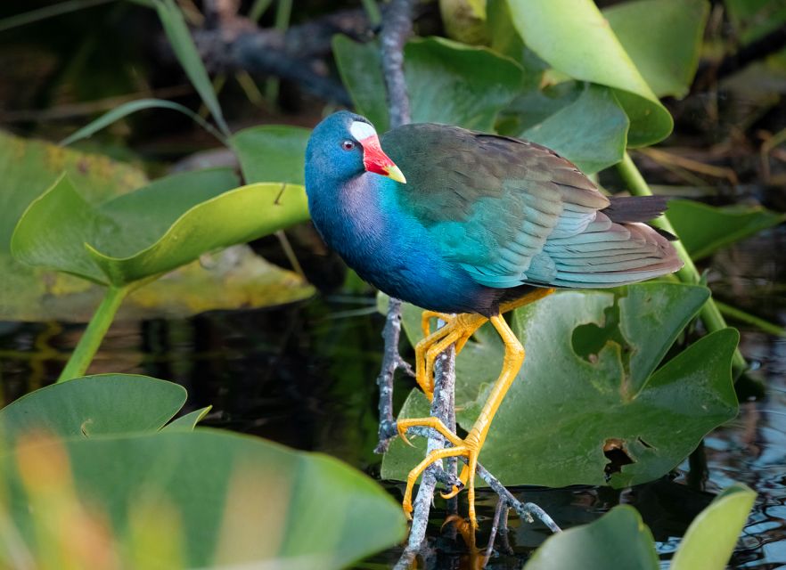Everglades National Park: Mangrove Tunnel Kayak Eco-Tour - Learning why the mangroves matter