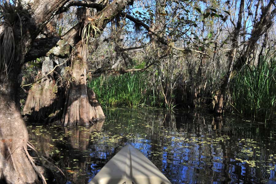 Everglades National Park: Mangrove Tunnel Kayak Eco-Tour - Who should book this kayaking tour?