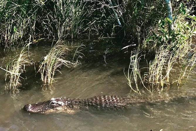 Everglades Small-Group Tour from Miami with Transportation - Language, weather, and practical preparation