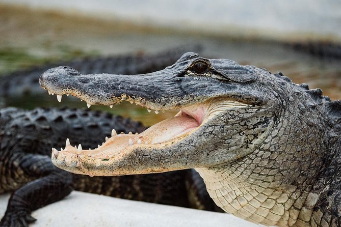 Everglades VIP Airboat Tour with Transportation Included - The boat ride: exciting, loud, and not luxurious