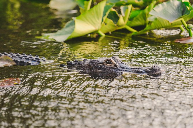 Everglades VIP Airboat Tour with Transportation Included - Is $65 good value?