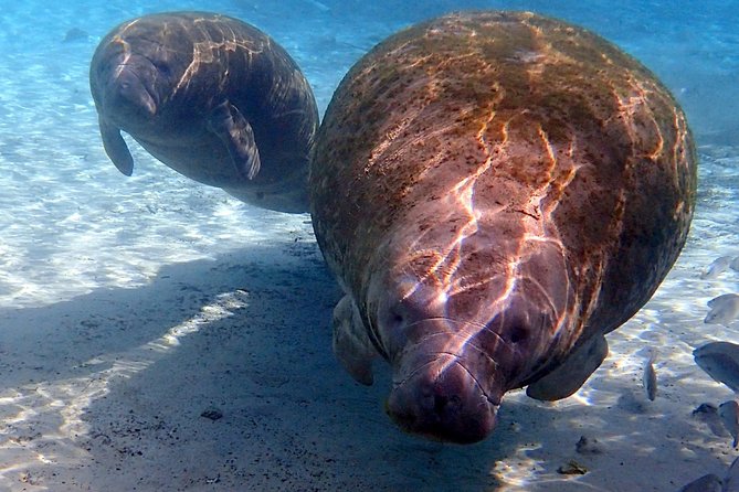 Exclusive Small Group VIP Heated Manatee Snorkel Tour - Meeting the manatees in Crystal River