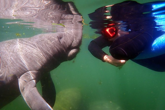 Exclusive Small Group VIP Heated Manatee Snorkel Tour - What the snorkeling feels like