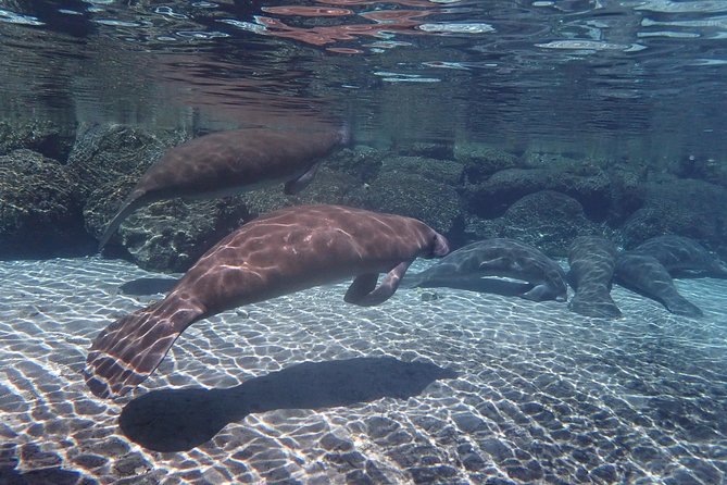 Exclusive Small Group VIP Heated Manatee Snorkel Tour - Is the photo package worth adding?