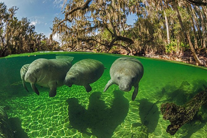 Exclusive Small Group VIP Heated Manatee Snorkel Tour - A small pontoon makes a real difference