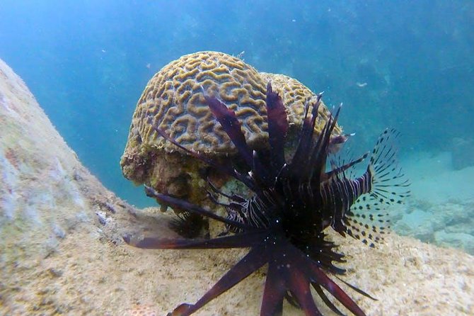 First-Time Scuba Diving in Honolulu + Free Videos - Should you book the Magic Island Lagoon session?