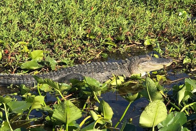 Florida Everglades Airboat Tour and Wild Florida Admission with Optional Lunch - Leaving Orlando for the Central Florida Everglades