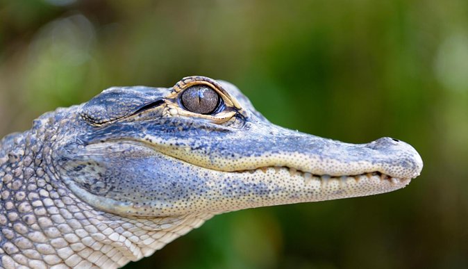 Florida Everglades Airboat Tour and Wild Florida Admission with Optional Lunch - Wild Florida’s animal park adds real value