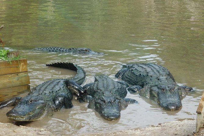 Florida Everglades Airboat Tour and Wild Florida Admission with Optional Lunch - The captains make the difference