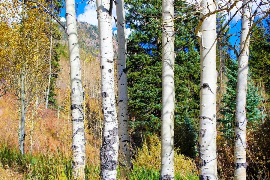From Denver: Red Rocks, Evergreen, and Echo Lake Tour - Bear Creek Canyon and Denver Mountain Parks