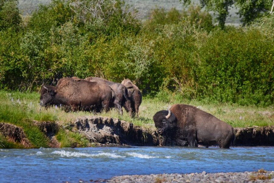 From Jackson: Half-Day Grand Teton National Park Tour - Moose Junction and the park loop road