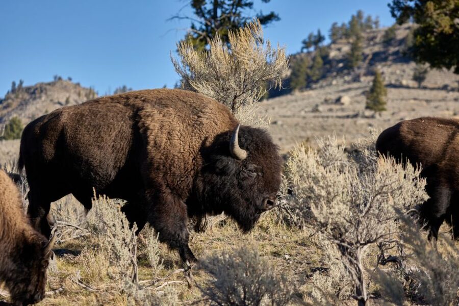 From Jackson: Half-Day Grand Teton National Park Tour - Signal Mountain and Jackson Lake views