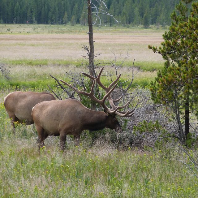 From Jackson: Half-Day Grand Teton National Park Tour - Willow Flats and Oxbow Bend