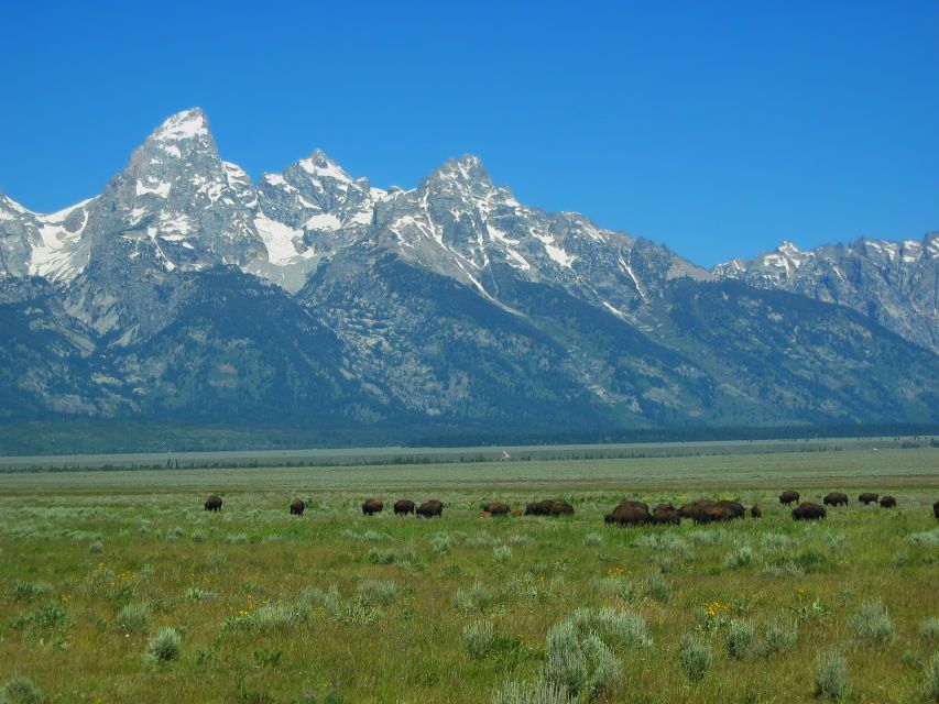 From Jackson: Half-Day Grand Teton National Park Tour - Wildlife watching with the right equipment
