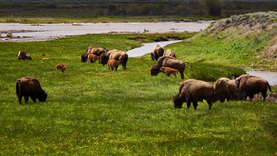 From Jackson: Half-Day Grand Teton National Park Tour - Guides, vehicles, and the human side of the tour