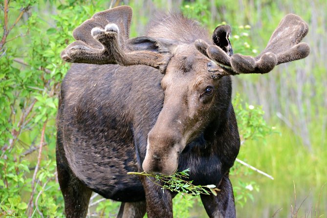 From Jackson Hole: Yellowstone Old Faithful, Waterfalls and Wildlife Day Tour - Yellowstone Lake and West Thumb
